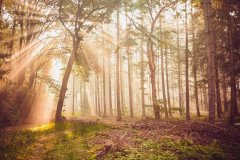 邀请当地交响乐团合作